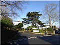 Cedar tree in garden, Mount Radford Crescent, Exeter