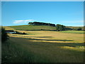 NO6856 : A field of ripening barley at Maryton by Adrian Diack