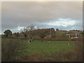 Cows near the motorway