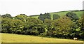 Wooded valley and cattle