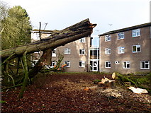H4772 : Felled trees, Tyrone & Fermanagh Hospital grounds (2) by Kenneth  Allen