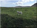 Rough pastures on Hoy west of Moaness