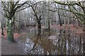 NT2440 : Wetland by the Tweed, Peebles by Jim Barton