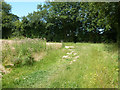 Footpath to Galleywood