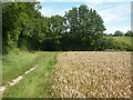 Footpath from Galleywood towards Baddow Park