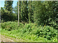 Footpath, Baddow Park Farm