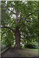 Oak Tree by the River Wandle