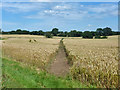 Path across wheat field