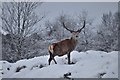 NC7509 : Stag in Strath Brora on a winter morning, Sutherland by Andrew Tryon