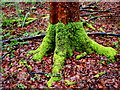 Mossy Trunk in Champernhayes Wood