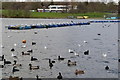 Birds on Danson Park Lake