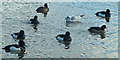 An intruder to the flock, Roath Park Lake