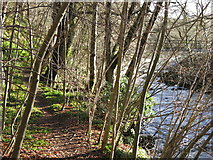 NY8452 : Footpath on the north bank of the River East Allen near Holms Linn by Mike Quinn