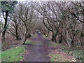 Llwybr y Bryn / Bryn Footpath