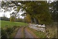 Woodland under Fordie Hill