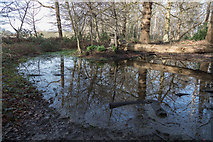 TQ2997 : Pond in Williams Wood, Trent Park by Christine Matthews