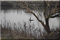 Cormorant looking for a meal