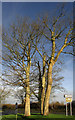 Trees on Sports Centre roundabout