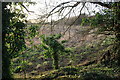 Waste Land Near Chilmore Bridge