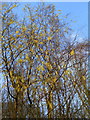 Hazel catkins at Lorenden Park, Ospringe