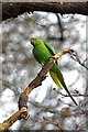 Ring Necked Parakeet