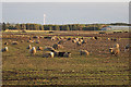 Sheep at Ord of Cardno