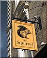 The Squirrel (2) - sign, 46 Chippenham Road, Maida Vale, London