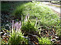 Crocuses on Bury Hill