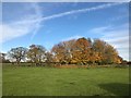 Trees round a pond off Betchton Lane