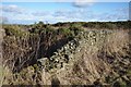 Stone wall and Gorse