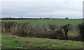 Farmland between Eastfield and Lodge Farms