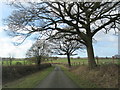SO9155 : Winter Trees on Bredicot Lane After Passing  Thrift Wood by Roy Hughes