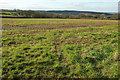 Field near Helland