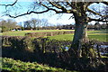 Corner of field at Tatchbury