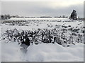 Killycurragh Townland