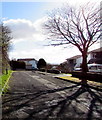 Deciduous tree and its shadow, Dinch Hill, Undy