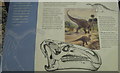 TL4558 : Iguanodon at the Sedgwick Museum by M J Richardson