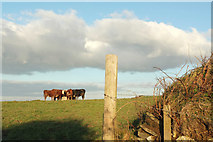 SX0180 : Cattle near Tregaverne by Derek Harper