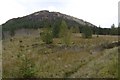 Colonising an enclosure in Scamodale