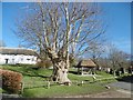 Tolpuddle, Martyrs Tree