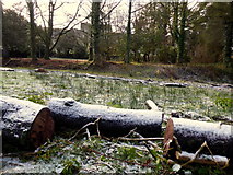 H4772 : Frosty logs, Cranny by Kenneth  Allen