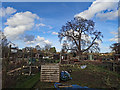 Trull allotments and the meadow oak