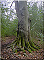 Nothing holds fast like a beech tree