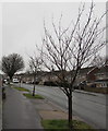 ST3090 : Deciduous trees on the west side of Rowan Way, Malpas, Newport by Jaggery