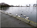 SE1428 : Harold Park: birds on the reservoir by Stephen Craven