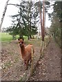 Alpacas along the Eden Valley Walk