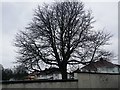 Tree on Church Lane, Kingsbury