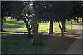 Wood sculpture in Ellington Park