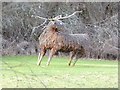 Elk sculpture near Cupola Bridge