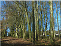 A path through beech woodland, St Fagans National History Museum